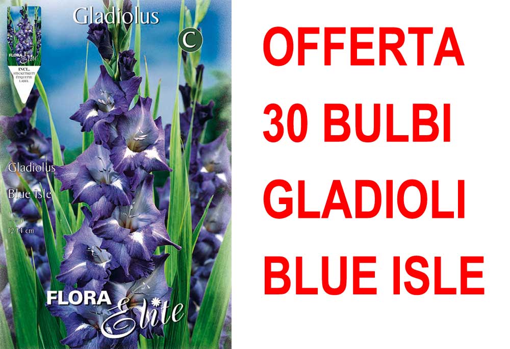 OFFERTA 30 BULBI GLADIOLI A FIORI GRANDI BLUE ISLE