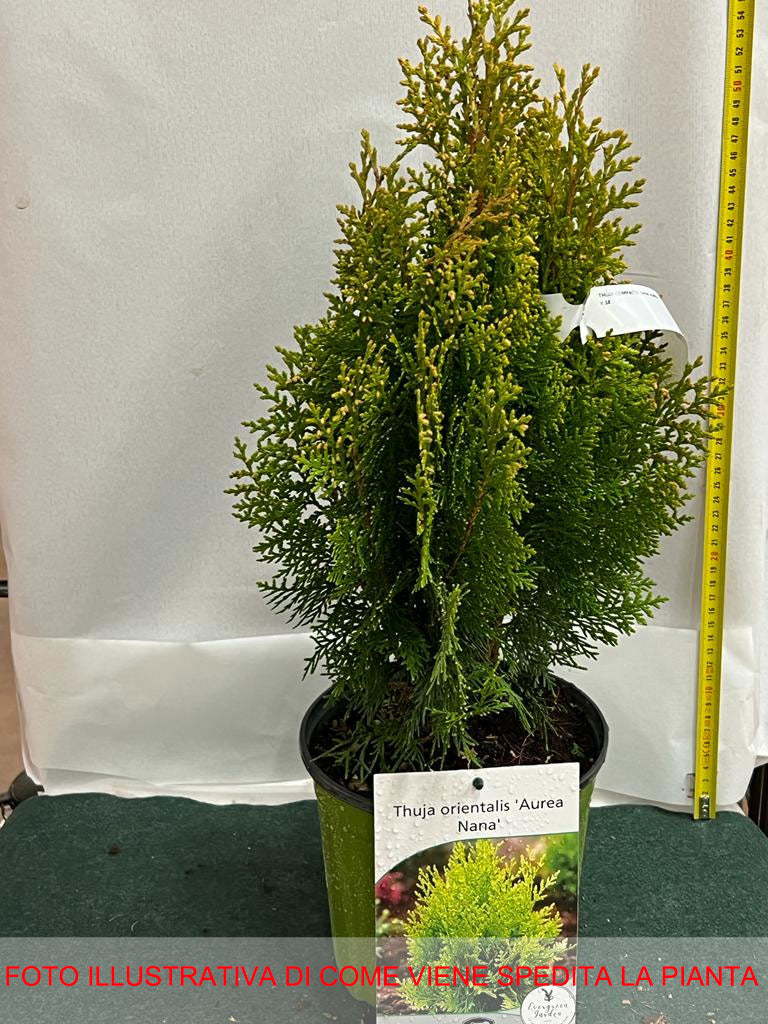 THUJA ORIENTALIS AUREA NANA IN VASO 18CM