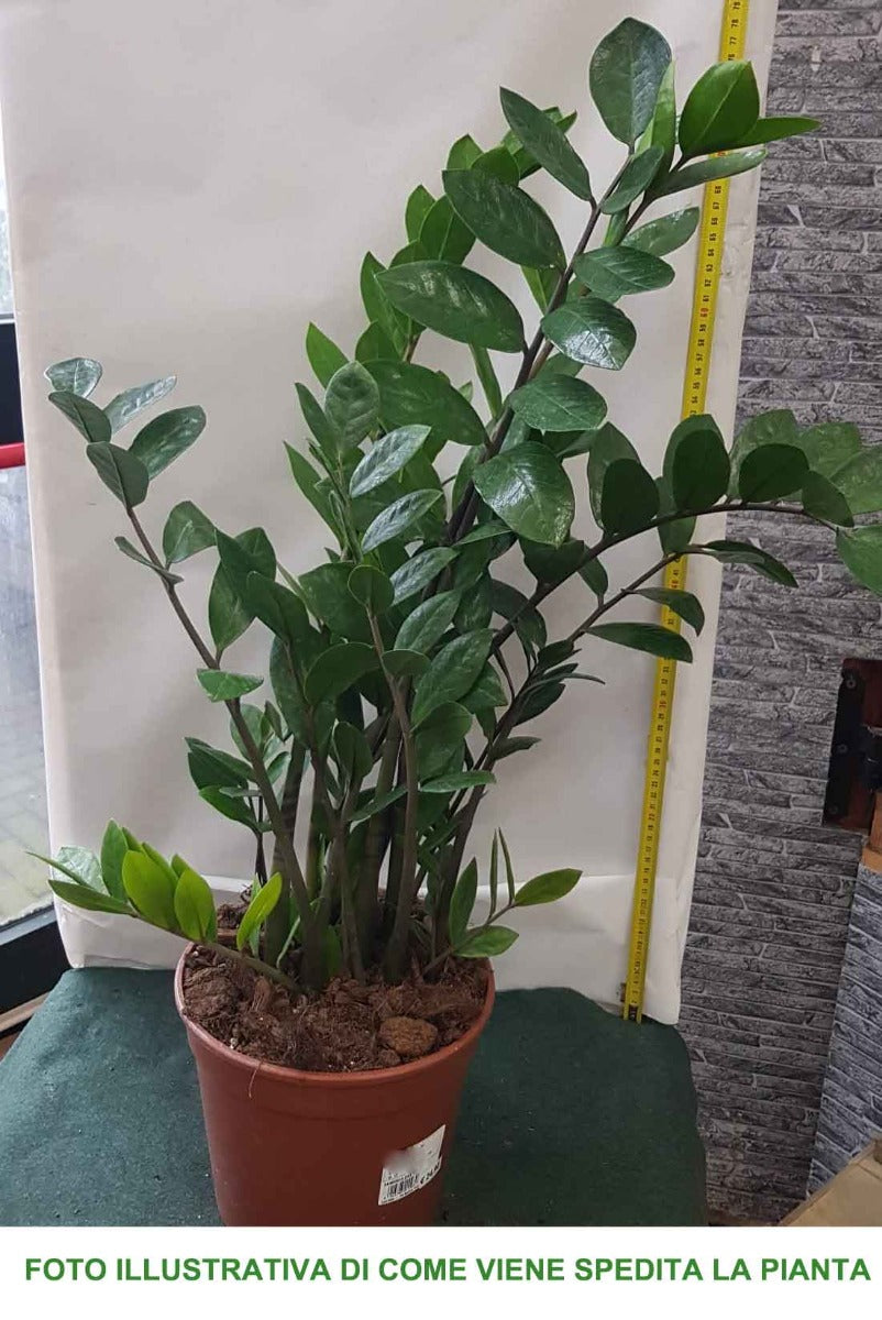 ZAMIOCULCAS IN VASO 21CM