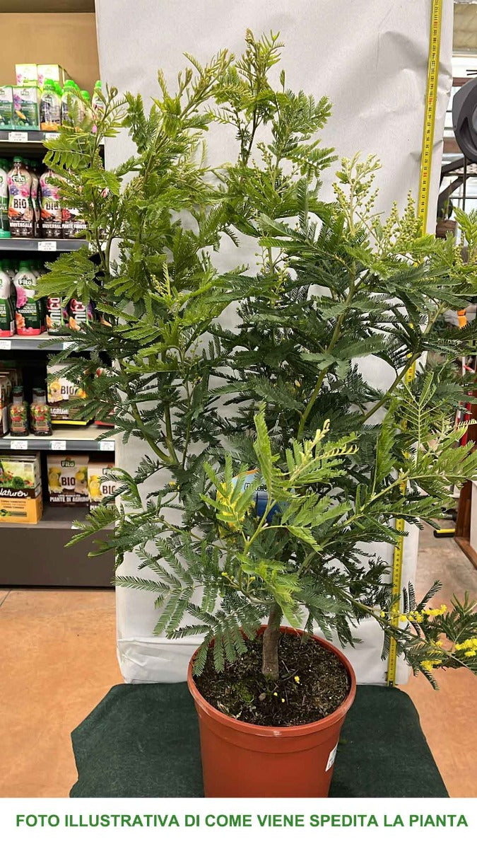MIMOSA ACACIA DEALBATA IN VASO 24CM H90CM