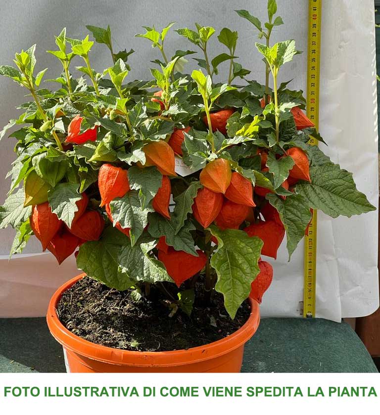 PHYSALIS ALKEKENGI CHINESE LANTERN VASO 23CM