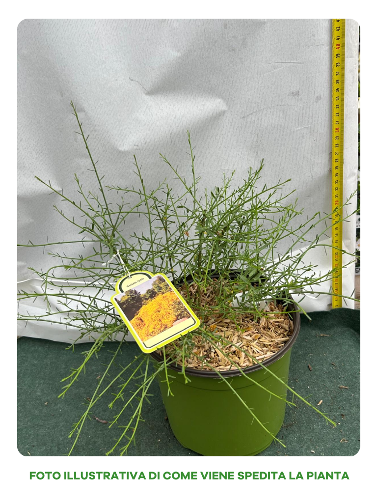 GINESTRA DELLA SIRIA GENISTA LYDIA IN VASO 18CM