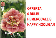 OFFERTA 6 BULBI HEMEROCALLIS HAPPY HOOLIGAN
