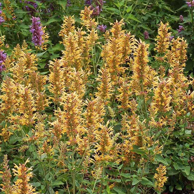 AGASTACHE KUDOS GOLD VASO 19CM