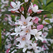 ERIOSTEMON MYOPOROIDES FLOWER GIRL VASO 17CM