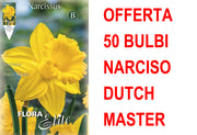 OFFERTA 50 BULBI NARCISO TRUMPET DUTCH MASTER
