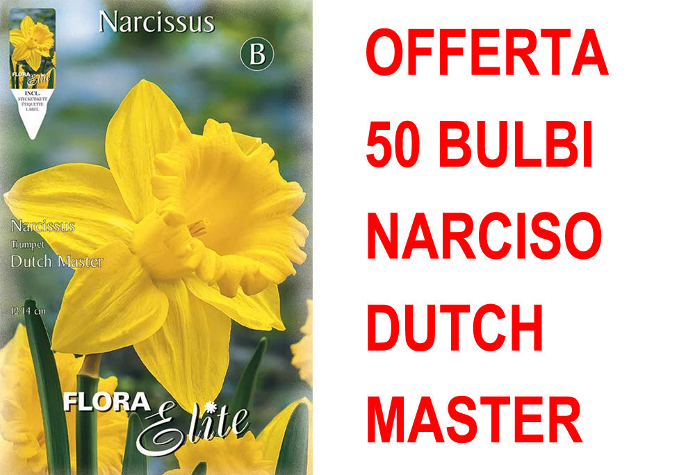 OFFERTA 50 BULBI NARCISO TRUMPET DUTCH MASTER