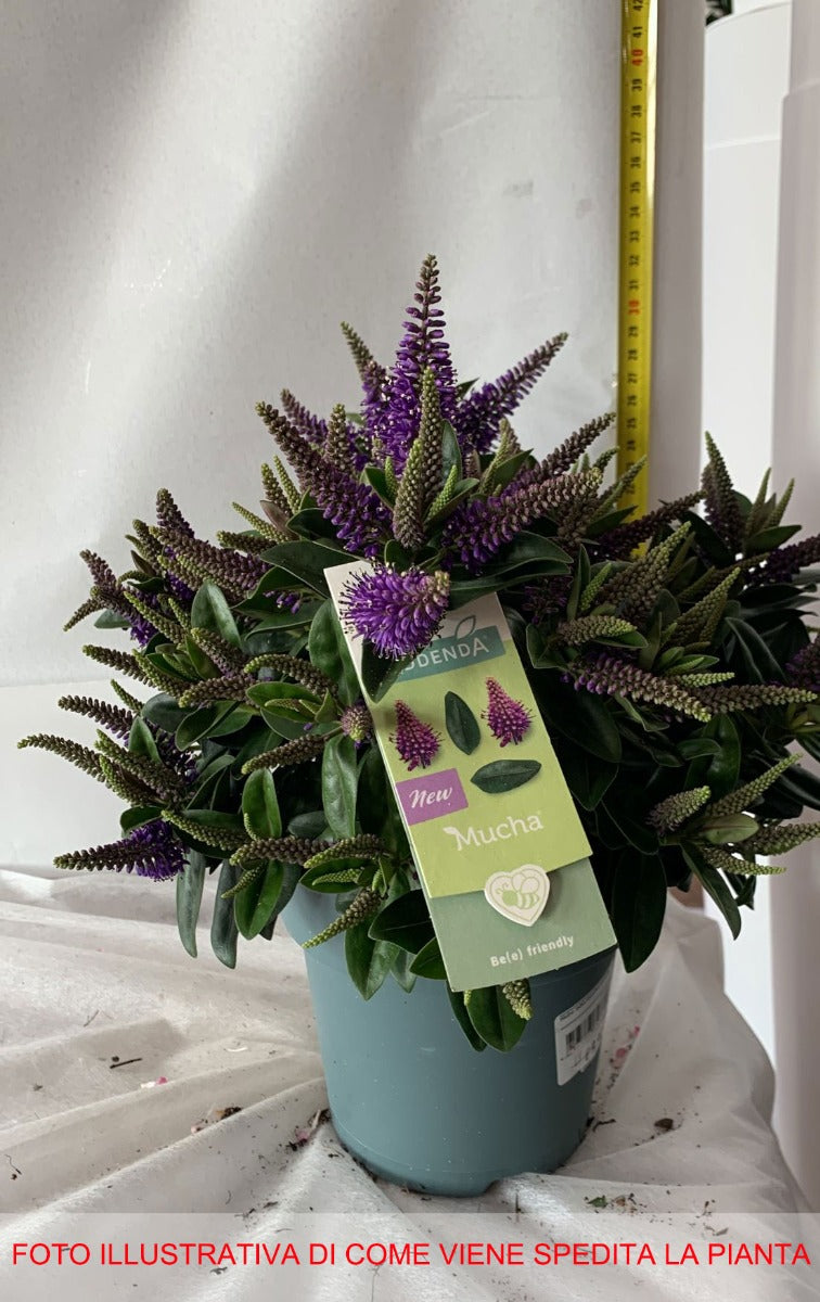 HEBE ADDENDA MUCHA PURPLE VASO 15CM