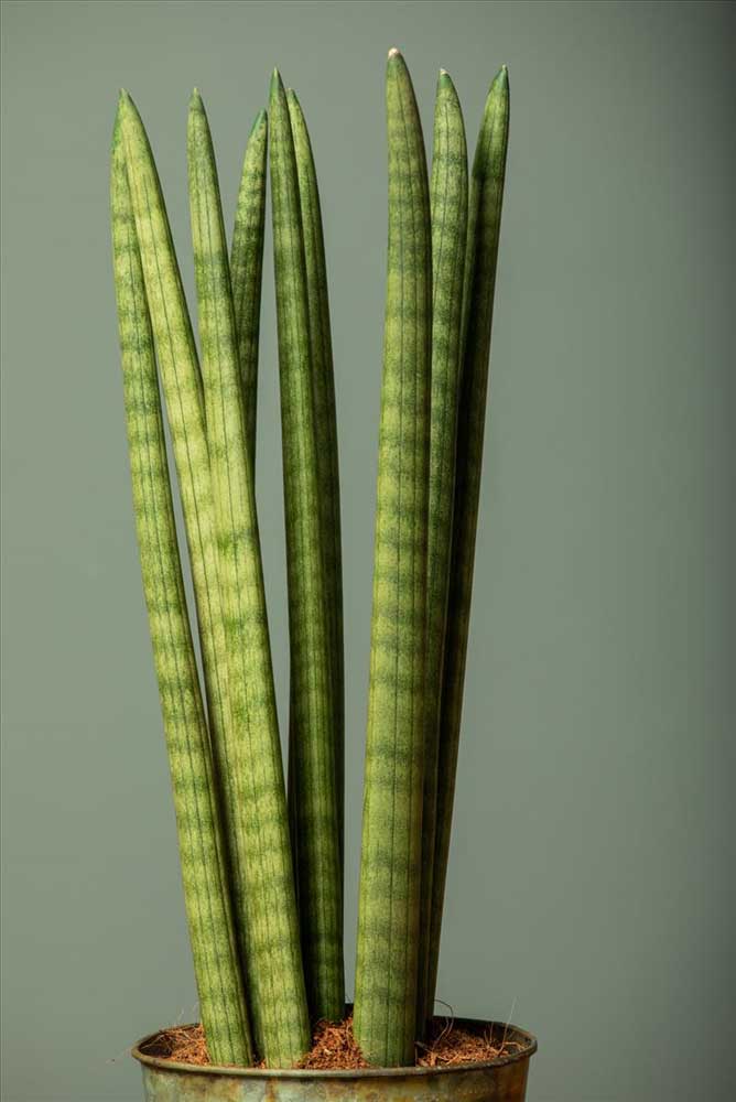 SANSEVIERIA CYLINDRICA SPAGHETTI IN VASO 19CM