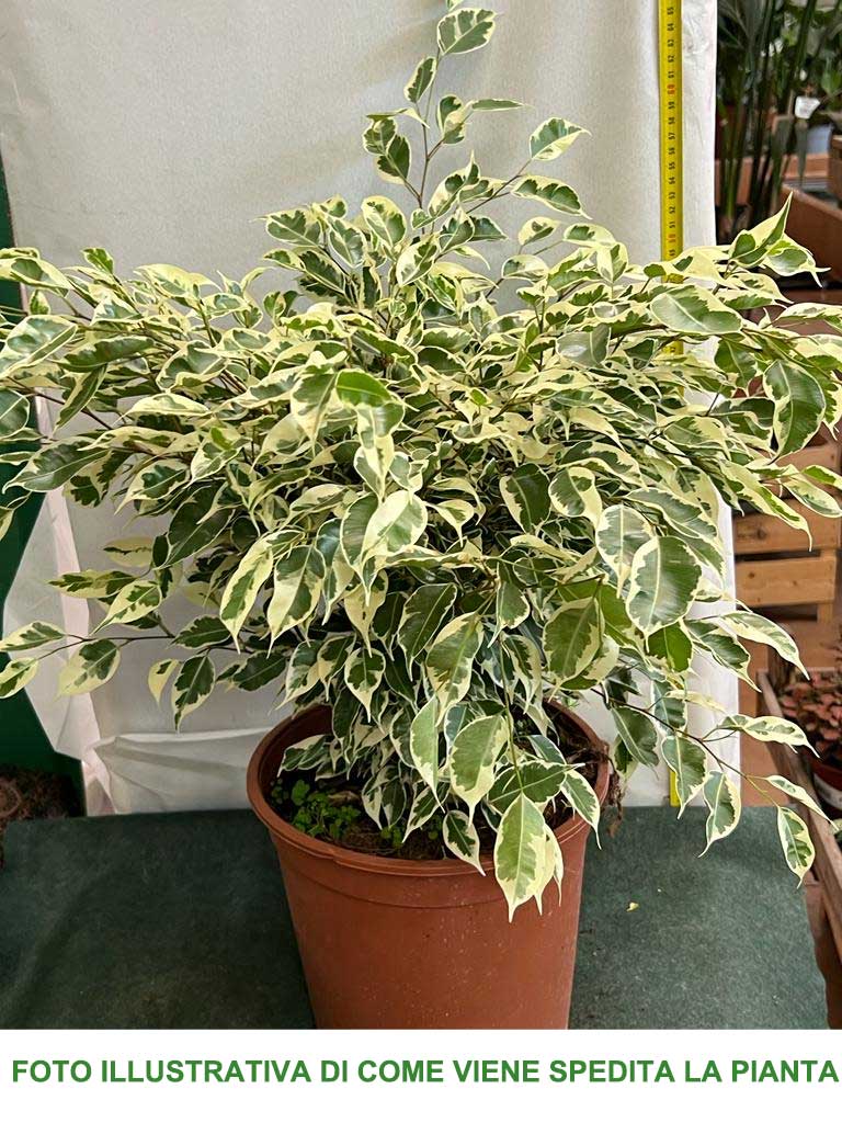 FICUS BENJAMINA STARLIGHT VASO 24CM