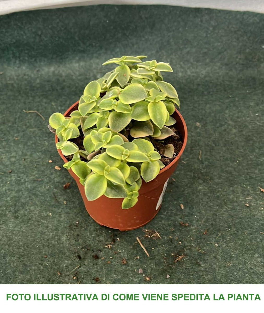 CRASSULA MARGINALIS VASO 8.5CM
