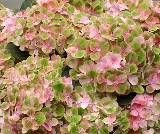 HYDRANGEA MACROPHYLLA HOVARIA SUMMERGREEN VASO 14CM