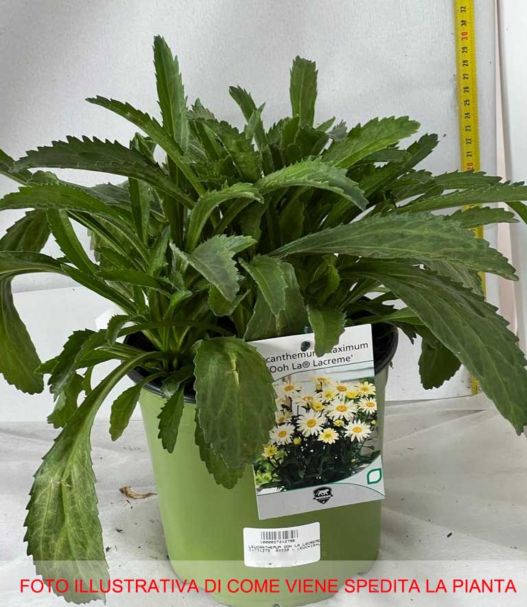 LEUCANTHEMUM OOH LA LACREME VASO 18CM