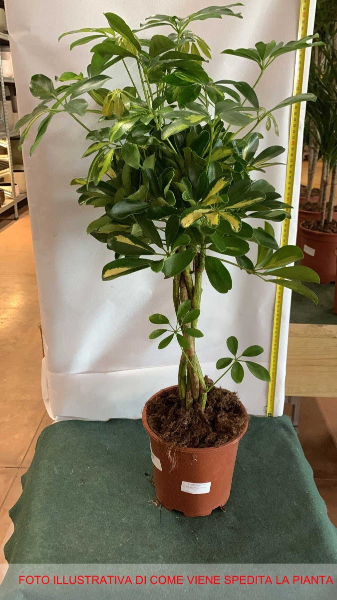 SCHEFFLERA GOLD CAPPELLA IN VASO 19CM
