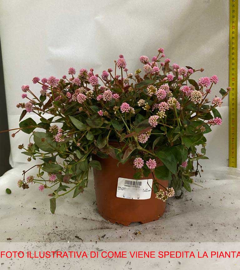 POLYGONUM CAPITATUM VASO 15CM