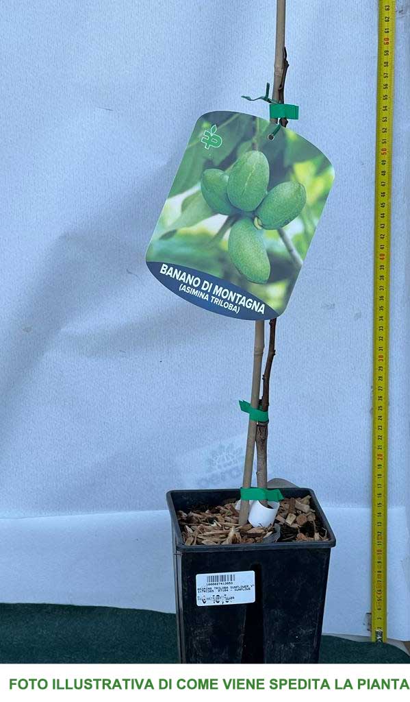 ASIMINA TRILOBA BANANO DEL NORD VASO 18CM