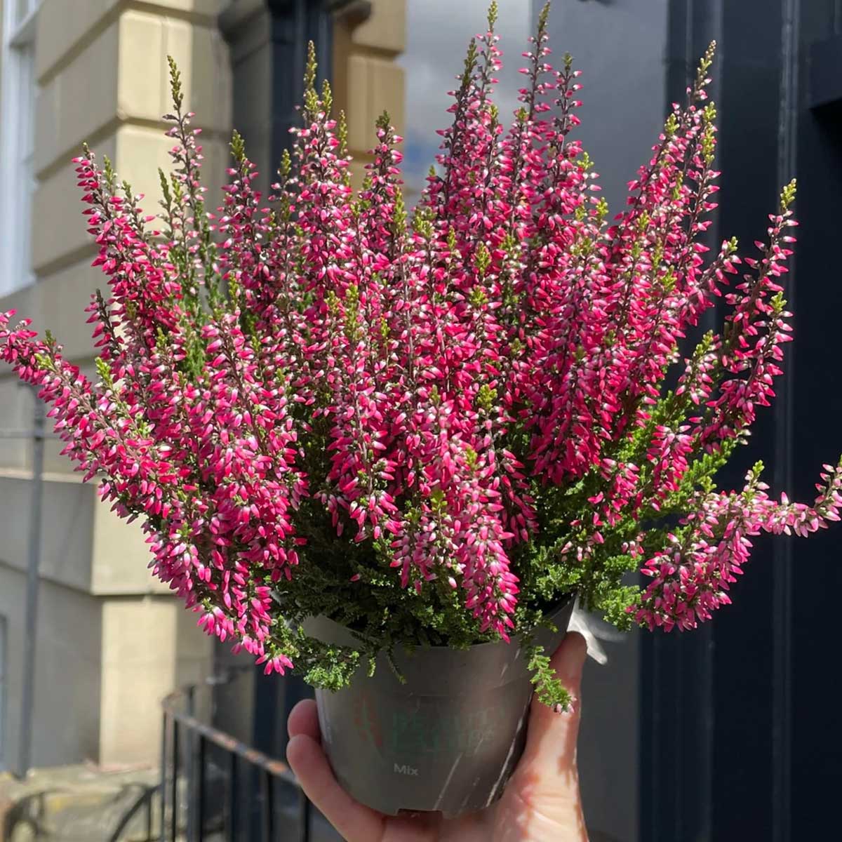 ERICA CALLUNA BEAUTY LADIES ROSA IN VASO 13CM