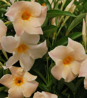 DIPLADENIA PESCA VASO 14CM