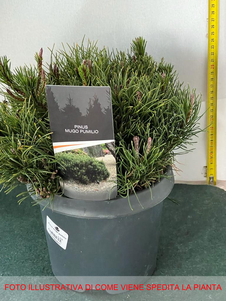 PINUS MUGO PUMILIO VASO 19CM