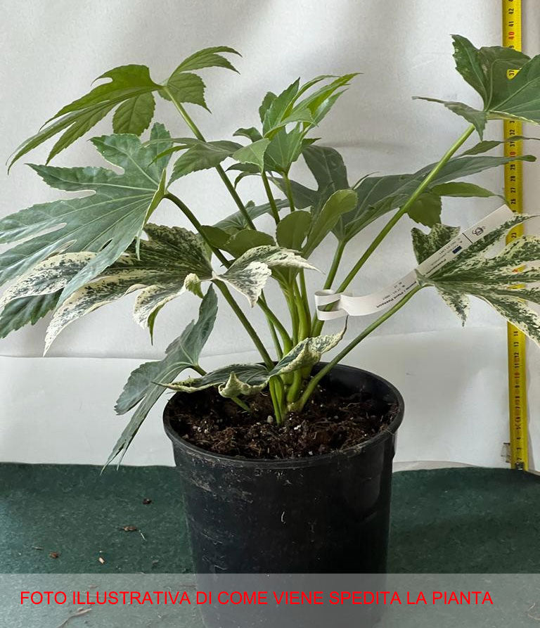 FATSIA JAPONICA SPIDERWEB ARALIA VASO 18CM