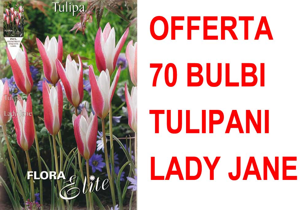 OFFERTA 70 BULBI TULIPANO LADY JANE