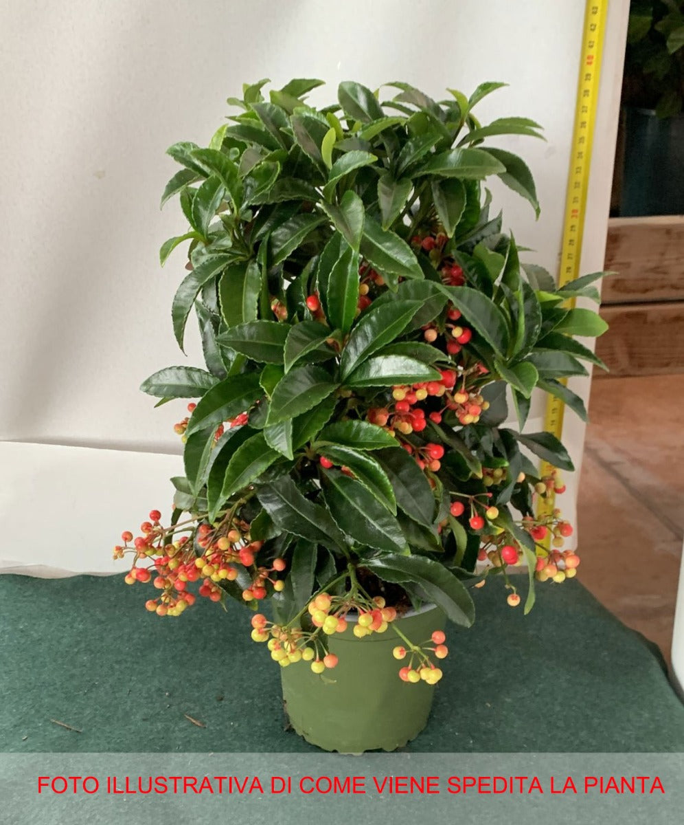 ARDISIA CRENATA BOSPREMIUM VASO 14CM