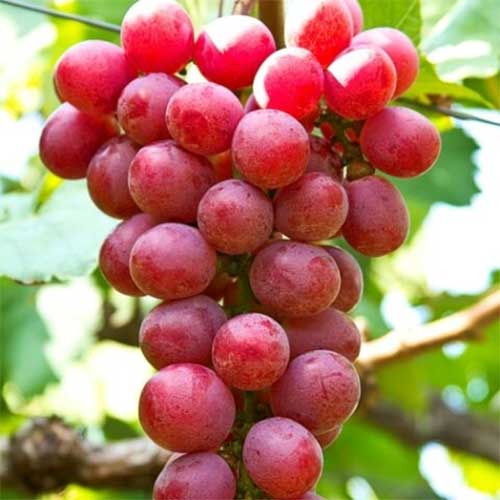 UVA DA TAVOLA APIRENA ROSATA IN VASO 17CM