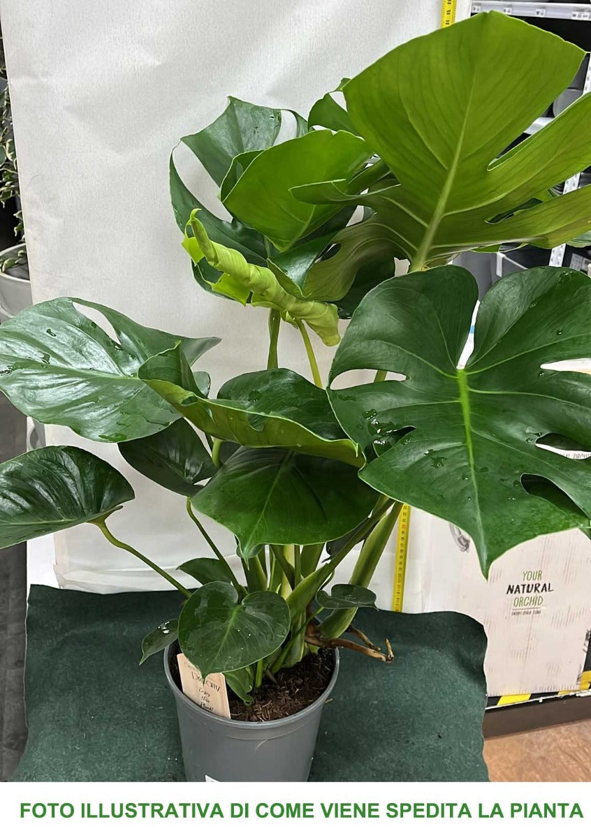 MONSTERA DELICIOSA VASO 21CM