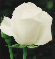 ROSA ALBA GARCIA IN VASO 19CM