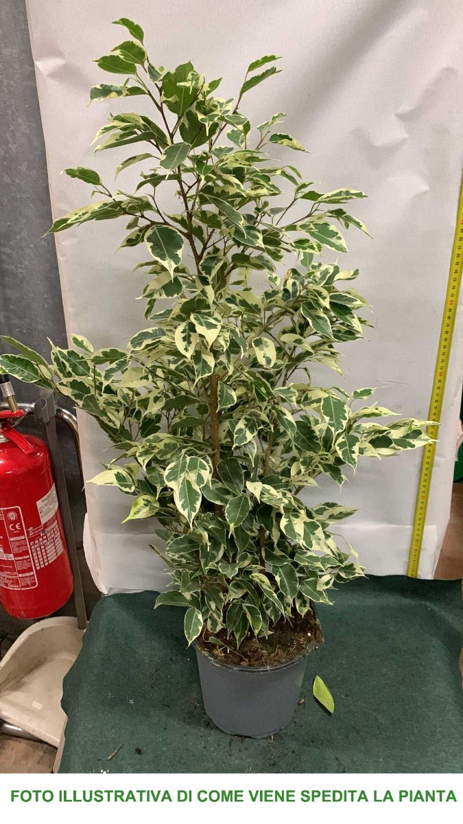 FICUS BENJAMINA TWILIGHT VASO 17CM
