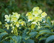 HELLEBORUS ARGUTIFOLIUS ROSA DI NATALE VASO 9CM