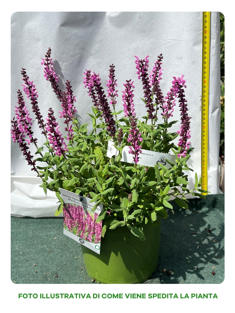 SALVIA NEMOROSA SENSATION DEEP ROSE VASO 18CM
