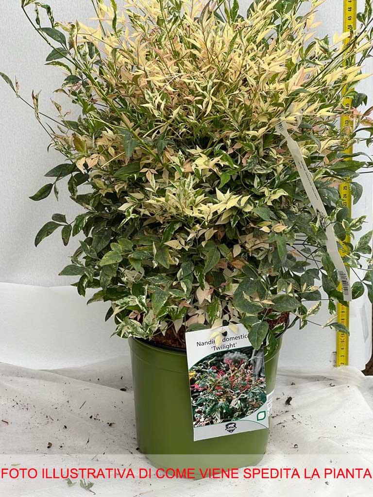 NANDINA DOMESTICA TWILIGHT IN VASO 18CM