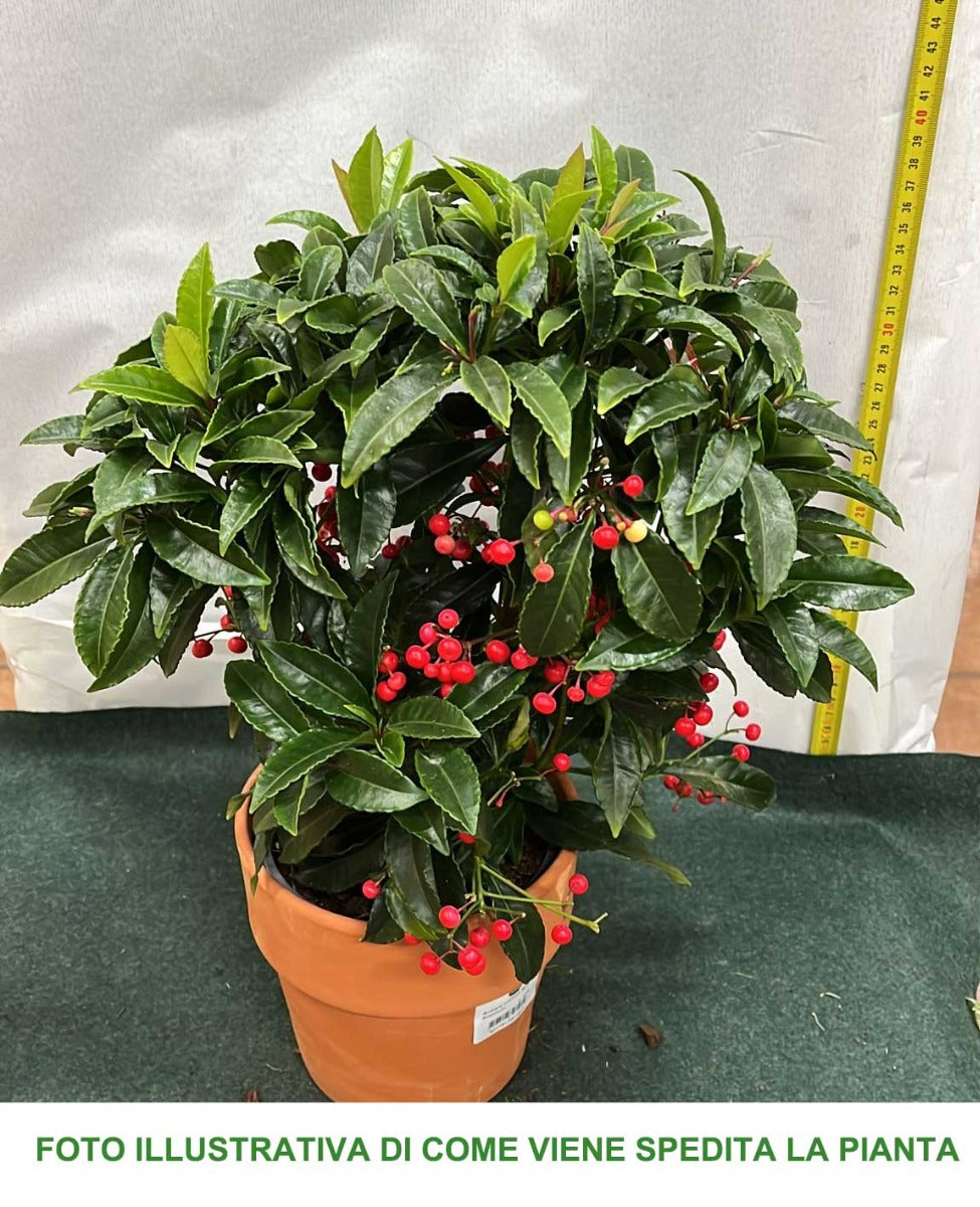 ARDISIA CRENATA BOSPREMIUM VASO 15CM
