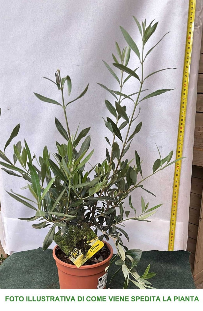 OLIVO OLEA EUROPAEA VASO 15CM