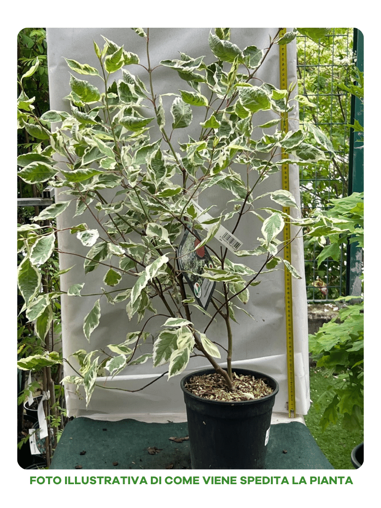 CORNUS ALBA ELEGANTISSIMA IN VASO 18CM
