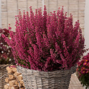 ERICA GRACILIS ROSA SCURO IN VASO 12CM