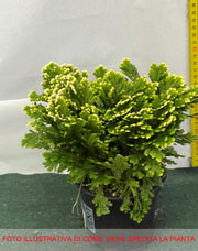 SELAGINELLA MARTENSII JORI IN VASO 12CM