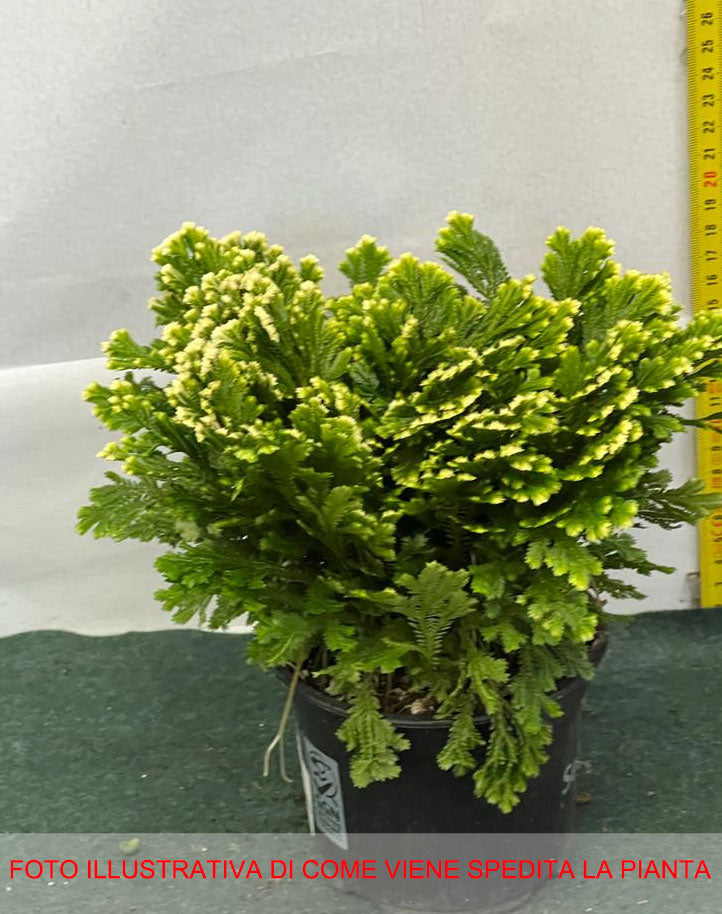 SELAGINELLA MARTENSII JORI IN VASO 12CM