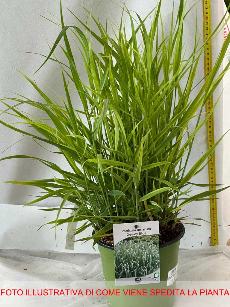 PANICUM AMARUM DEWEY BLUE IN VASO 17CM