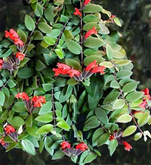 AESCHYNANTHUS CARINA VASO 11CM