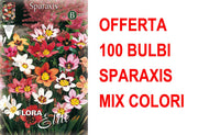 OFFERTA 100 BULBI SPARAXIS TRICOLOR