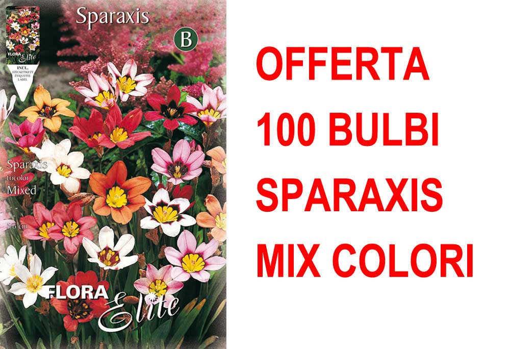 OFFERTA 100 BULBI SPARAXIS TRICOLOR