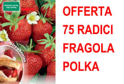 OFFERTA FRAGOLA POLKA 75 PIANTE A RADICE NUDA