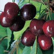 CILIEGIO DURONE II IN VASO 20CM