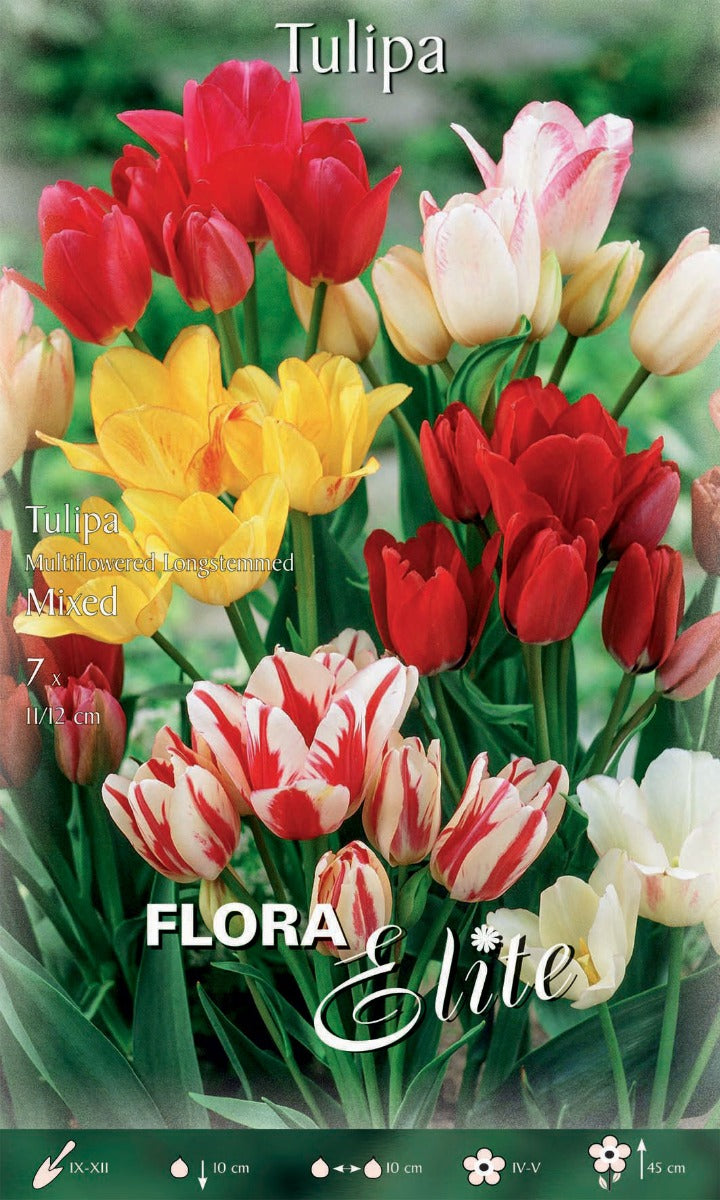 BULBI TULIPANO MULTIFLOWERED MIX (CONFEZIONE DA 7 BULBI)