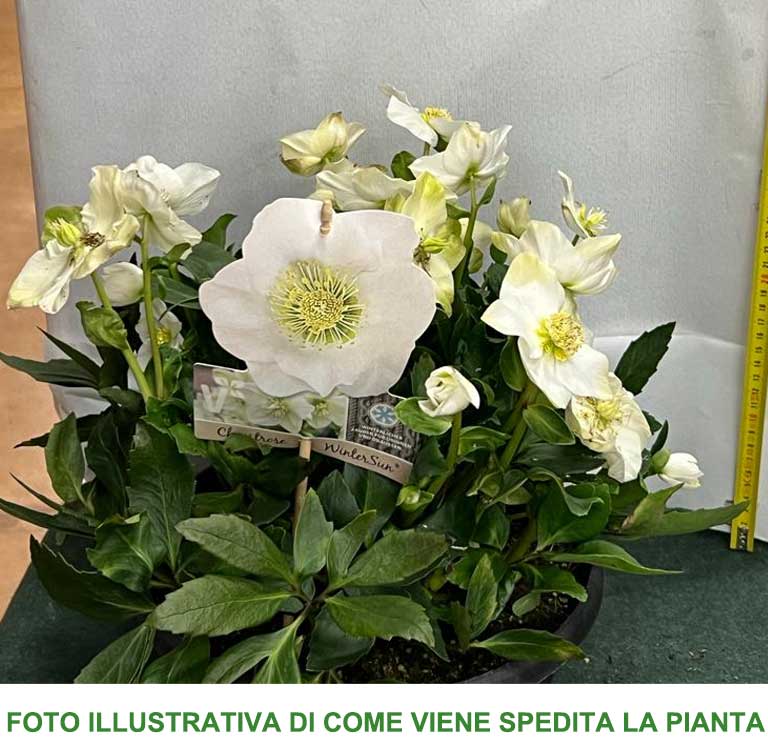 HELLEBORUS WINTERSUN ROSA DI NATALE VASO 27CM