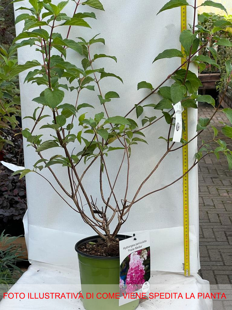 HYDRANGEA ORTENSIA PANICULATA FRAISE MELBA VASO 18CM