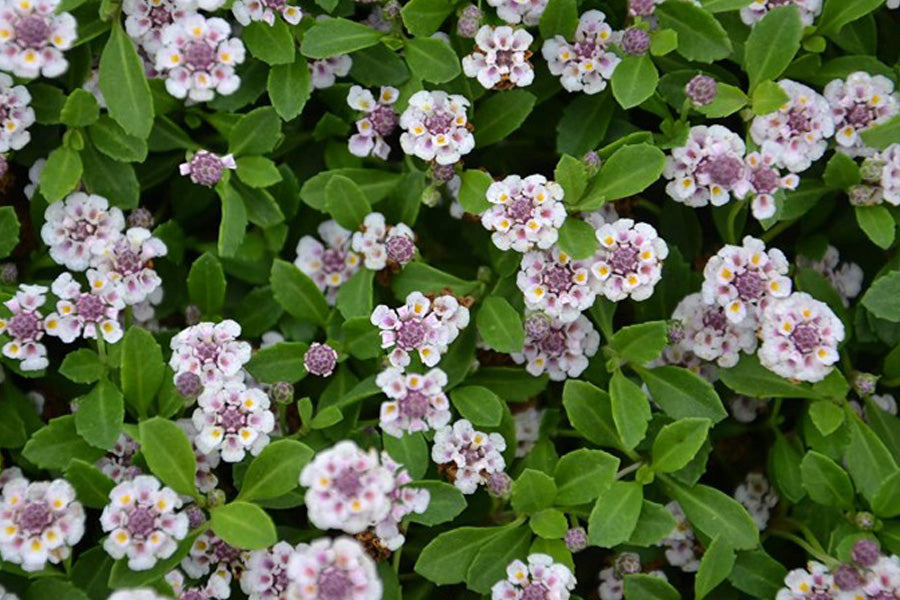 LIPPIA NODIFLORA VASO 18CM