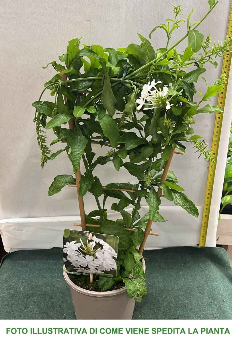 PLUMBAGO BIANCO VASO CON GRATICOLA 16CM